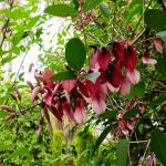 images/varosok/Valencia/Sárkányos ház és társai/flor.jpg